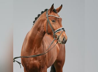 Westphalian, Stallion, 2 years, Brown