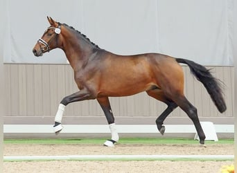 Westphalian, Stallion, 2 years, Brown