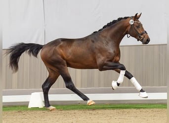 Westphalian, Stallion, 2 years, Brown