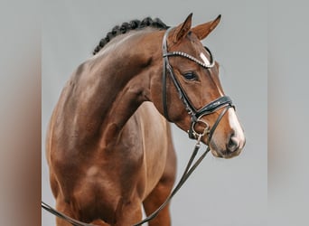 Westphalian, Stallion, 2 years, Brown