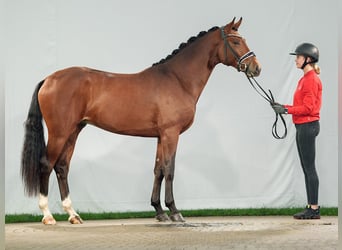 Westphalian, Stallion, 2 years, Brown