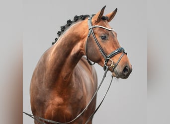 Westphalian, Stallion, 2 years, Brown