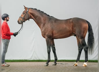 Westphalian, Stallion, 2 years, Brown