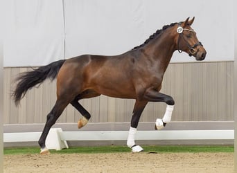 Westphalian, Stallion, 2 years, Brown