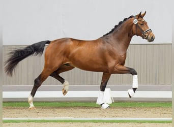 Westphalian, Stallion, 2 years, Brown