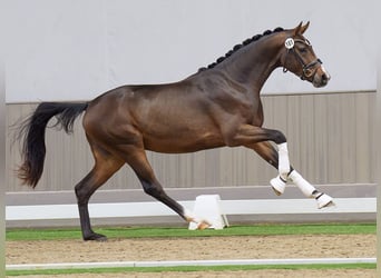 Westphalian, Stallion, 2 years, Brown