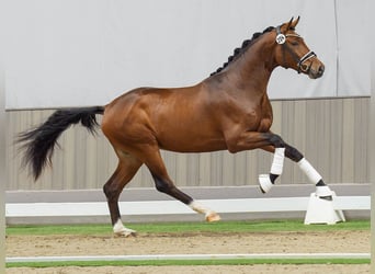 Westphalian, Stallion, 2 years, Brown