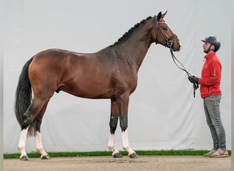 Westphalian, Stallion, 2 years, Brown