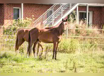 Westphalian, Stallion, 2 years, Brown