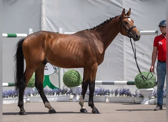 Westphalian, Stallion, 2 years, Brown