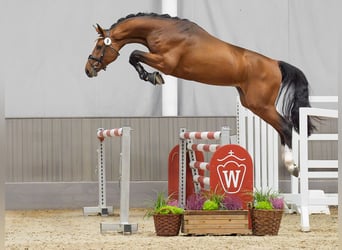 Westphalian, Stallion, 2 years, Brown