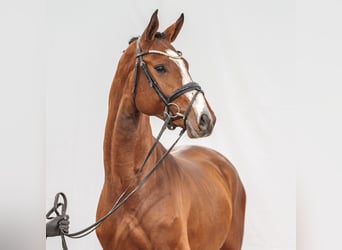 Westphalian, Stallion, 2 years, Brown