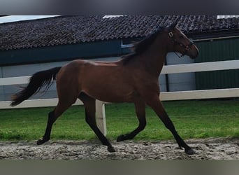 Westphalian, Stallion, 2 years, Brown