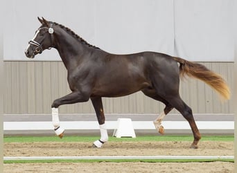 Westphalian, Stallion, 2 years, Chestnut