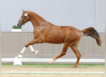 Westphalian, Stallion, 2 years, Chestnut
