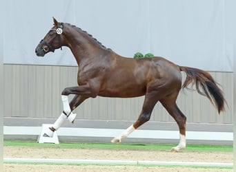 Westphalian, Stallion, 2 years, Chestnut