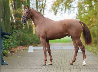 Westphalian, Stallion, 2 years, Chestnut-Red