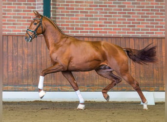 Westphalian, Stallion, 2 years, Chestnut-Red