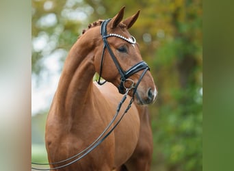 Westphalian, Stallion, 2 years, Chestnut-Red