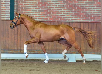 Westphalian, Stallion, 2 years, Chestnut-Red