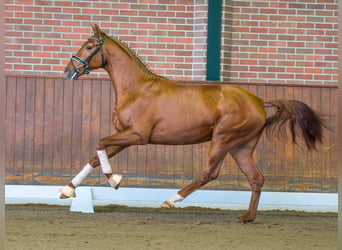 Westphalian, Stallion, 2 years, Chestnut-Red