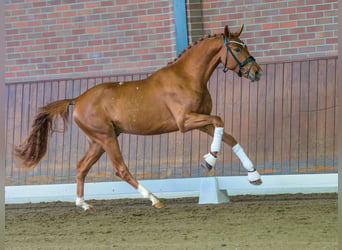 Westphalian, Stallion, 2 years, Chestnut-Red