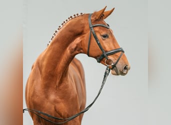 Westphalian, Stallion, 2 years, Chestnut-Red