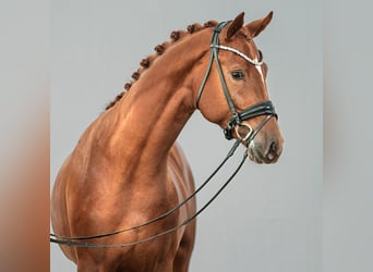 Westphalian, Stallion, 2 years, Chestnut-Red