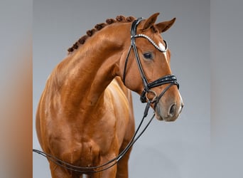 Westphalian, Stallion, 2 years, Chestnut-Red