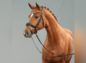 Westphalian, Stallion, 2 years, Chestnut-Red