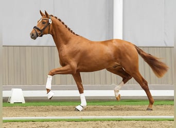 Westphalian, Stallion, 2 years, Chestnut-Red