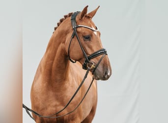 Westphalian, Stallion, 2 years, Chestnut-Red