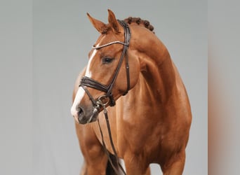 Westphalian, Stallion, 2 years, Chestnut-Red