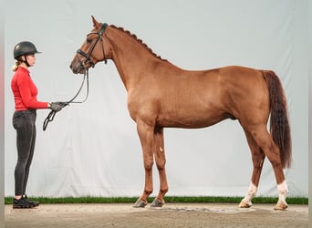 Westphalian, Stallion, 2 years, Chestnut-Red