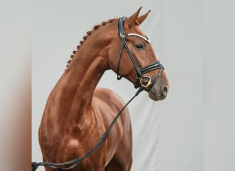 Westphalian, Stallion, 2 years, Chestnut-Red