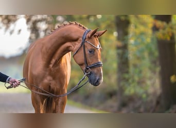 Westphalian, Stallion, 2 years, Chestnut-Red