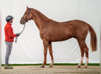 Westphalian, Stallion, 2 years, Chestnut-Red