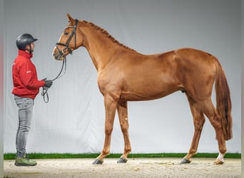 Westphalian, Stallion, 2 years, Chestnut-Red