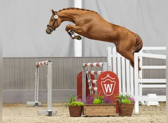 Westphalian, Stallion, 2 years, Chestnut-Red