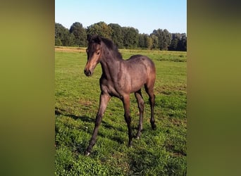 Westphalian, Stallion, 2 years, Gray-Dark-Tan