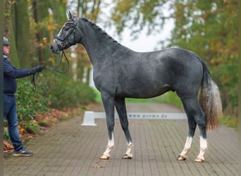 Westphalian, Stallion, 2 years, Gray