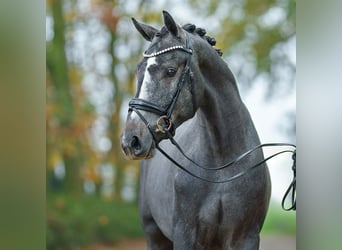 Westphalian, Stallion, 2 years, Gray