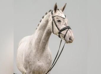 Westphalian, Stallion, 2 years, Gray