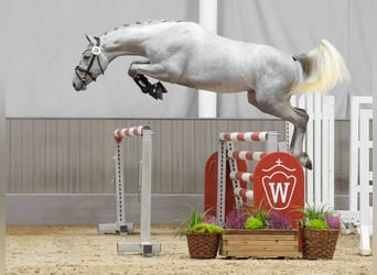 Westphalian, Stallion, 2 years, Gray