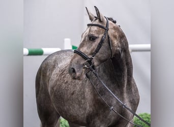 Westphalian, Stallion, 2 years, Grey