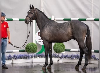 Westphalian, Stallion, 2 years, Grey
