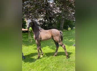Westphalian, Stallion, 2 years, Smoky-Black