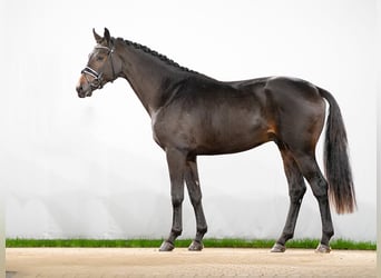 Westphalian, Stallion, 2 years, Smoky-Black