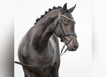 Westphalian, Stallion, 2 years, Smoky-Black