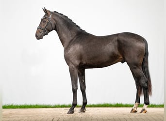 Westphalian, Stallion, 2 years, Smoky-Black
